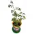 Набор для выращивания растений ВЫРАСТИ ДЕРЕВО! &quot;Роза золотая китайская&quot; (банка, грунт,семена), zk-062, фото 2