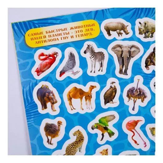 Альбом с наклейками Мульти-Пульти &quot;Животные Африки&quot;, А5, 100шт., фото 3