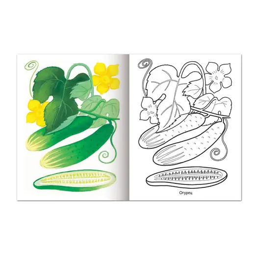 Книжка-раскраска А5, 8 л., HATBER, Первые уроки, &quot;Овощи&quot;, 8Рц5 03065, R002330, фото 2