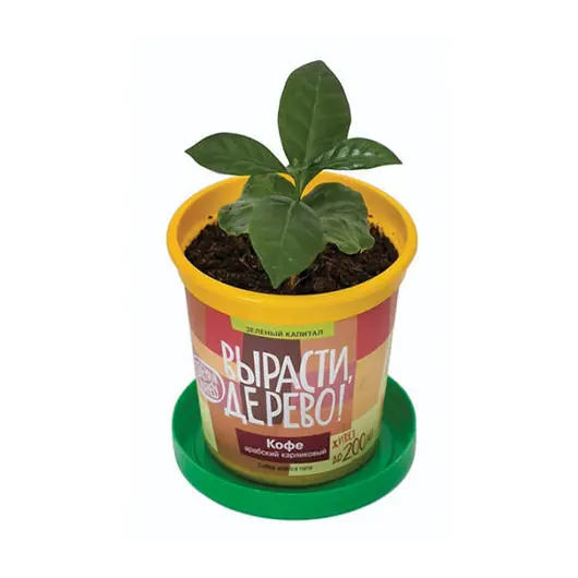 Набор для выращивания растений ВЫРАСТИ ДЕРЕВО! &quot;Кофе арабский карликовый&quot; (банка, грунт, семена), zk-012, фото 3